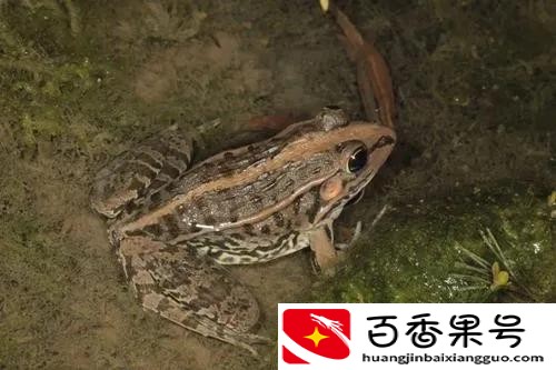 养殖黑斑蛙，发家致富很简单，附带养殖技术