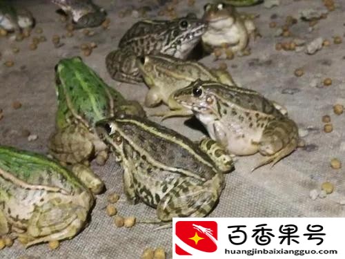 养殖黑斑蛙，发家致富很简单，附带养殖技术