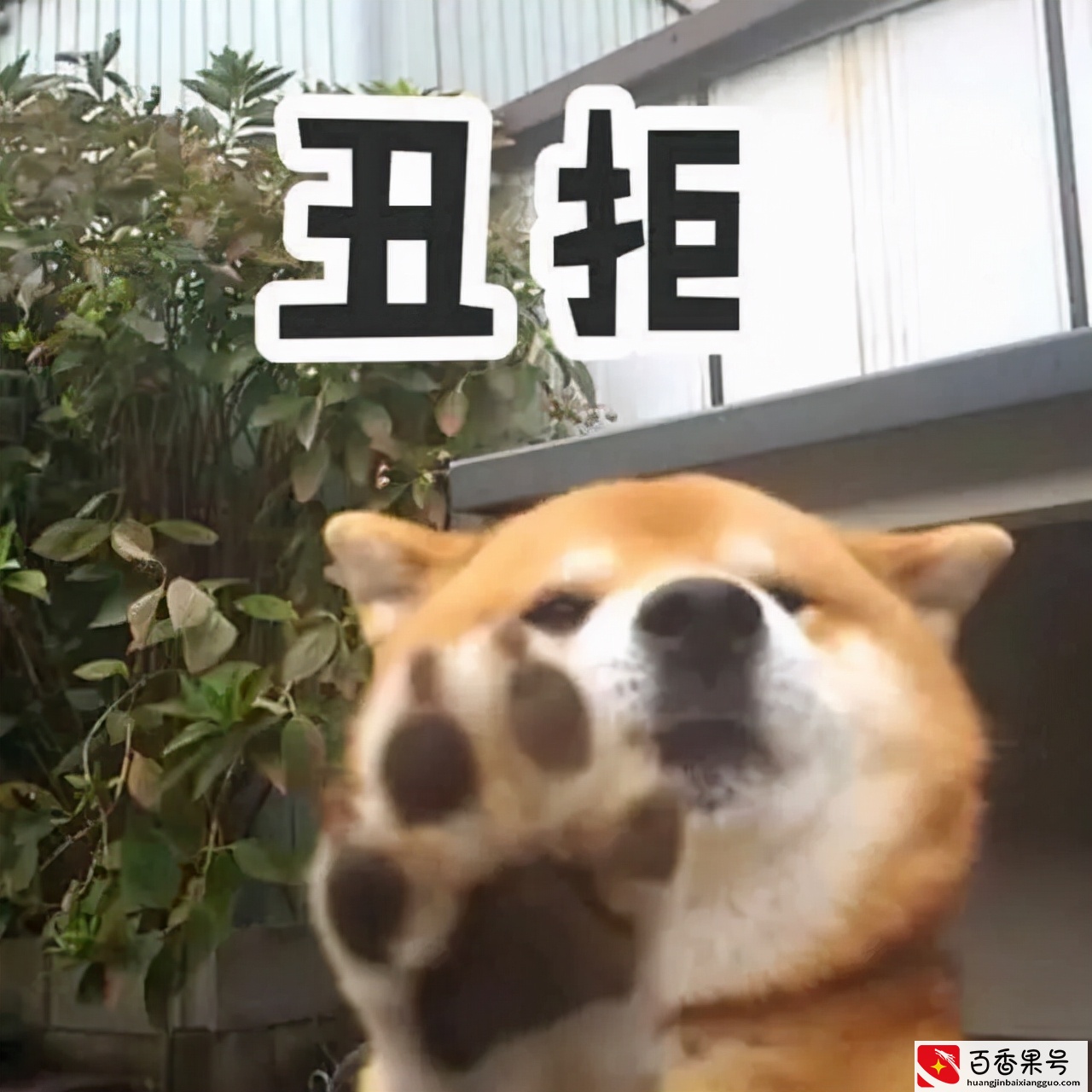 花了7000元训犬？回家3天就被咬