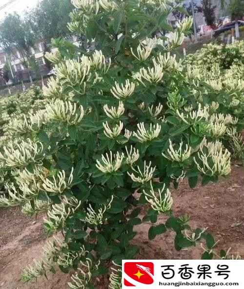 农村地大物广，种植什么比较赚钱