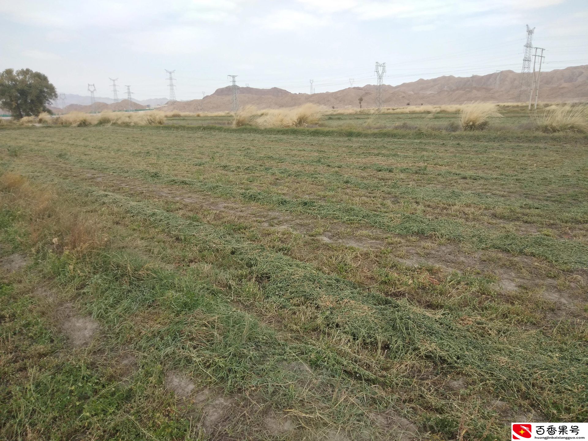 在农村承包500亩地，同时圈养200只羊，1年有多少收入？