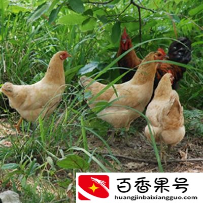 投资万元年入十万，这样的养殖项目有哪些？这里有答案
