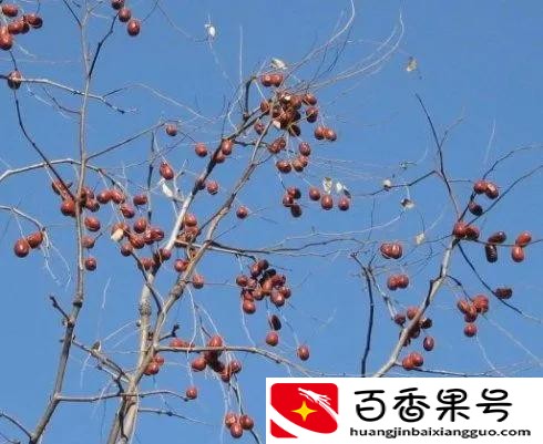 山茶油70元以上，为何现在采茶籽的人少了？山茶油还能坚持多久？