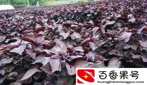 别再苦苦找药材种植项目了，这几种常见药材前景好，种植简单