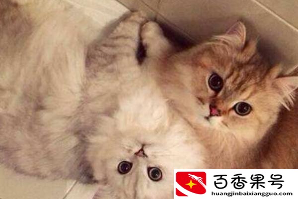 小猫多久可以离开母猫