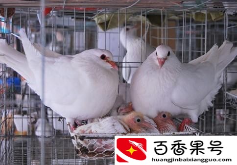 肉鸽养殖成本与利润