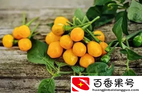 这是世界上最贵的辣椒！每公斤23万，想买还买不到