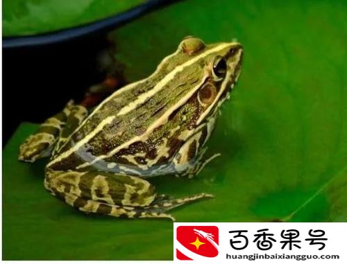 养殖黑斑蛙，发家致富很简单，附带养殖技术