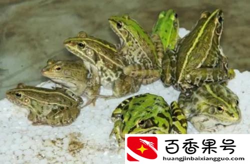 养殖黑斑蛙，发家致富很简单，附带养殖技术