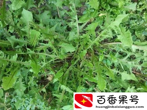 别再苦苦找药材种植项目了，这几种常见药材前景好，种植简单