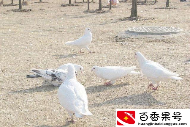 肉鸽养殖成本与利润