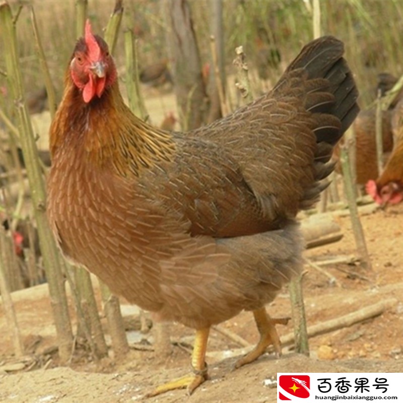 母鸡多长时间下蛋？