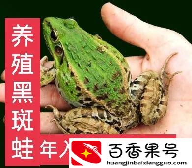 养殖黑斑蛙，发家致富很简单，附带养殖技术