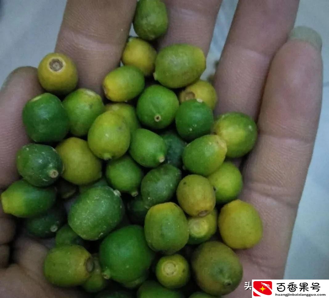 哪些药材紧缺？种植这些品种准没错，建议收藏