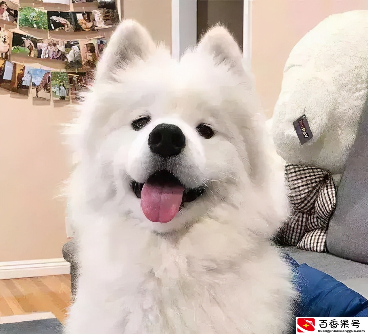萨摩耶犬多少钱一只？