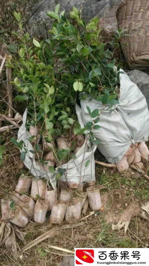 山茶油70元以上，为何现在采茶籽的人少了？山茶油还能坚持多久？