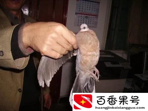 随处可见的斑鸠能不能吃，为何说吃斑鸠危害很大？它不会筑巢？