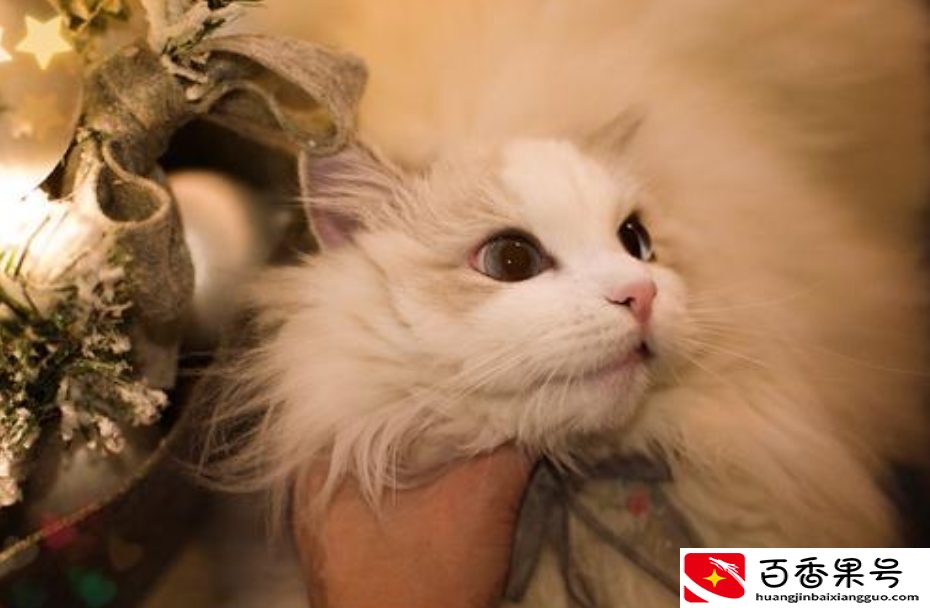 家养的猫咪不吃东西日渐消瘦，找不到原因？看看这些你就知道了