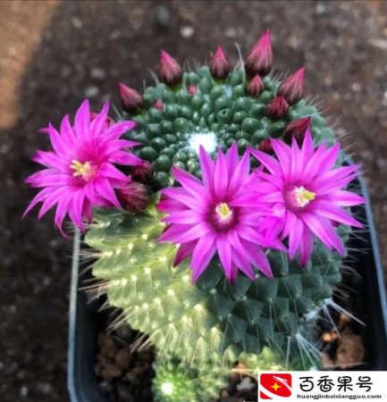 多肉，对女人有害？