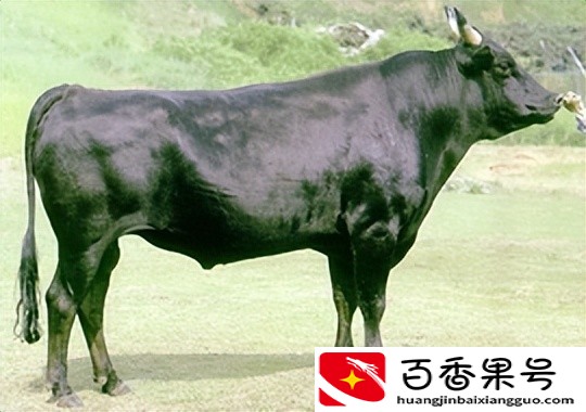 神户牛肉凭什么价值千元那么贵