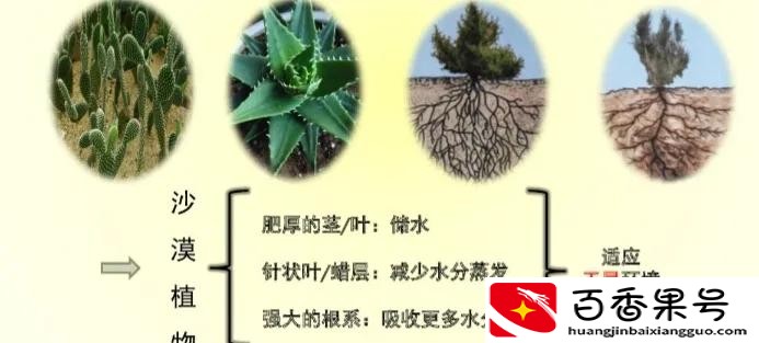 生活在沙漠里的植物