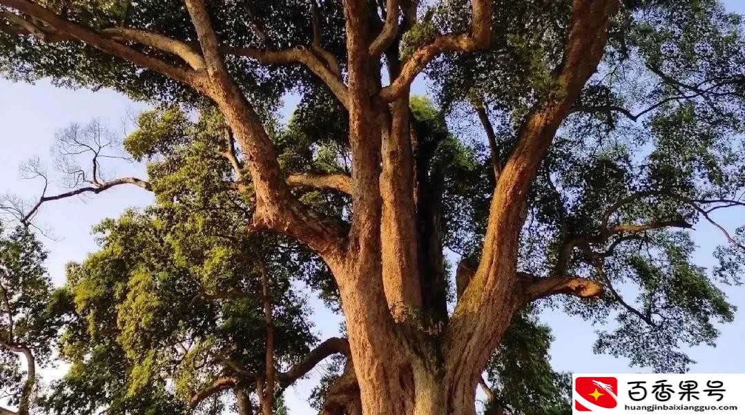 贵州一棵1700的金丝楠木树，预估价值上亿，还被多人认作干爹