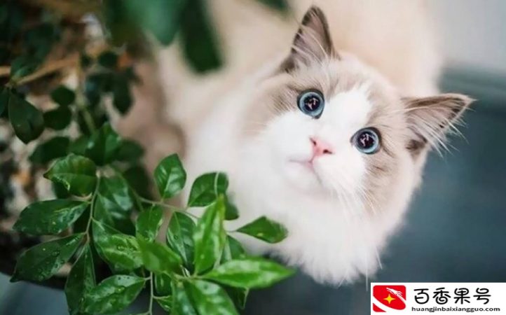 家养的猫咪不吃东西日渐消瘦，找不到原因？看看这些你就知道了