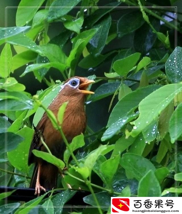 让画眉鸟不怕人的绝招
