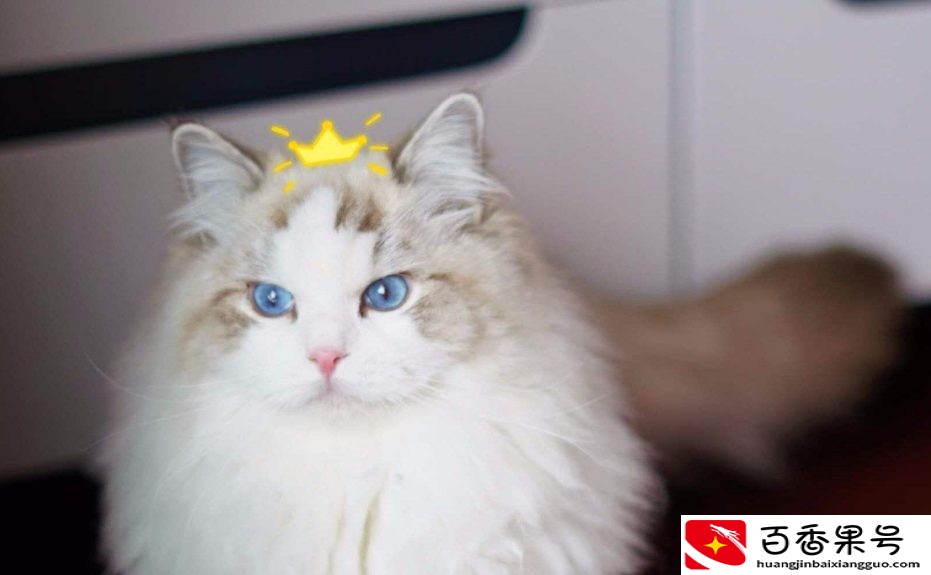 家养的猫咪不吃东西日渐消瘦，找不到原因？看看这些你就知道了