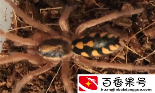 蜘蛛是害虫吗 蜘蛛不完完全全是害虫