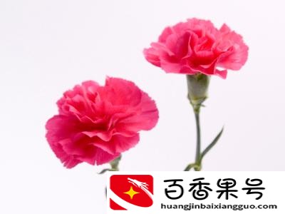 母亲节可以送百合花吗