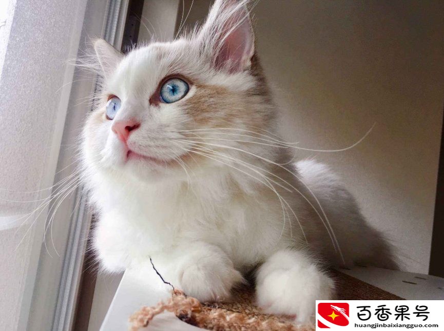 家养的猫咪不吃东西日渐消瘦，找不到原因？看看这些你就知道了