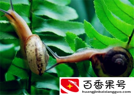 蜗牛怎么养殖？喜欢吃什么？