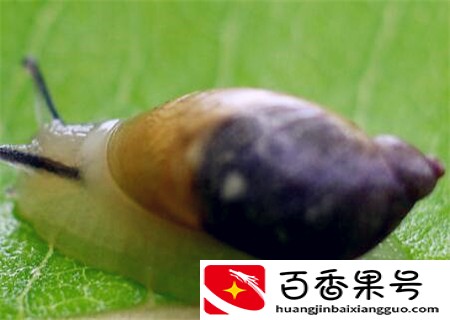 蜗牛怎么养殖？喜欢吃什么？