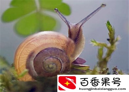 蜗牛怎么养殖？喜欢吃什么？
