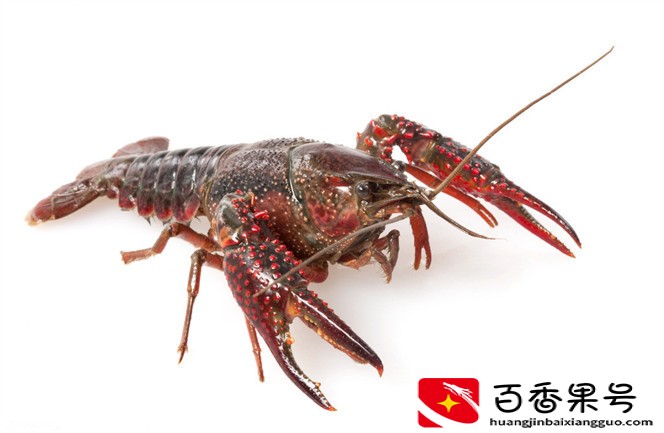 你还在吃龙虾吗？龙虾全身寄生虫，如果你想吃，此方法可以解决