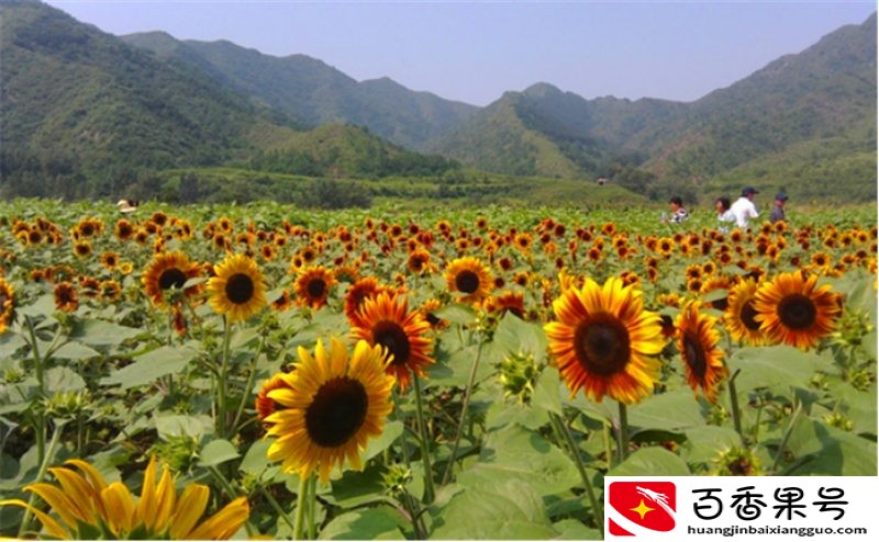 走进农户：如何种植向日葵，才能稳稳地占据瓜子市场？