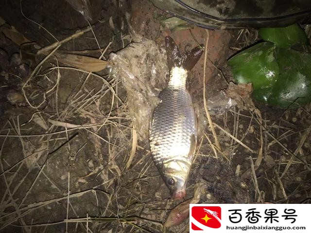 蚯蚓能钓什么鱼