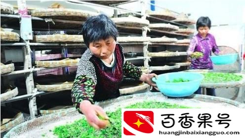 养蚕对人有哪些害处
