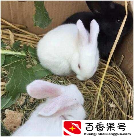 养100只兔子一年能赚多少钱