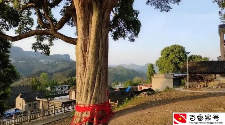贵州一棵1700的金丝楠木树，预估价值上亿，还被多人认作干爹