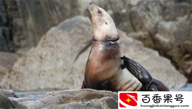 人类遗弃的“海洋垃圾”给海洋生物带来的“致命灾难”