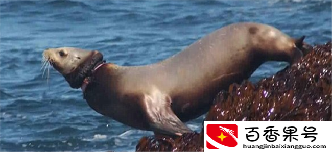 人类遗弃的“海洋垃圾”给海洋生物带来的“致命灾难”