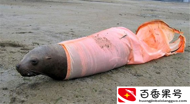 人类遗弃的“海洋垃圾”给海洋生物带来的“致命灾难”