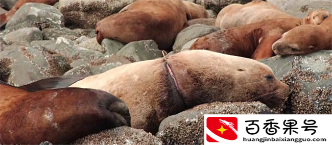 人类遗弃的“海洋垃圾”给海洋生物带来的“致命灾难”