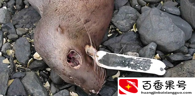 人类遗弃的“海洋垃圾”给海洋生物带来的“致命灾难”