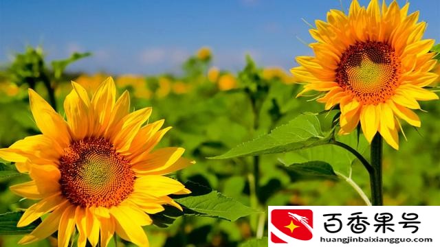 向日葵为什么叫鬼花