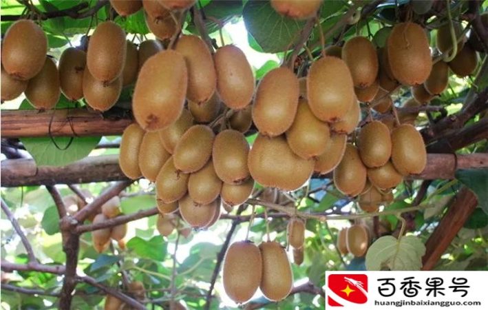 猕猴桃原产国是中国，你们知道吗？