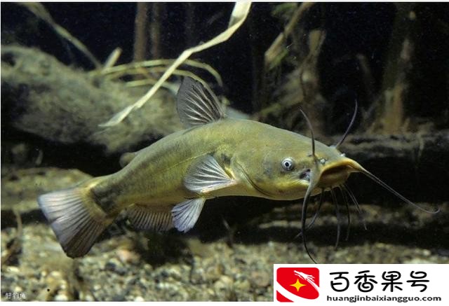 养什么鱼赚钱利润高