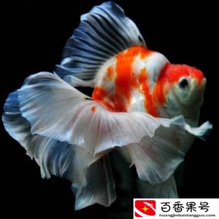 小金鱼吃什么食物家里食物